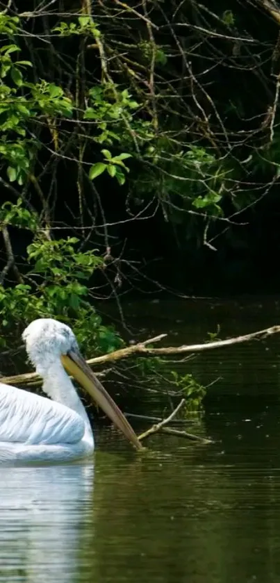 Serene pelican floating on a lush green lake, surrounded by nature.