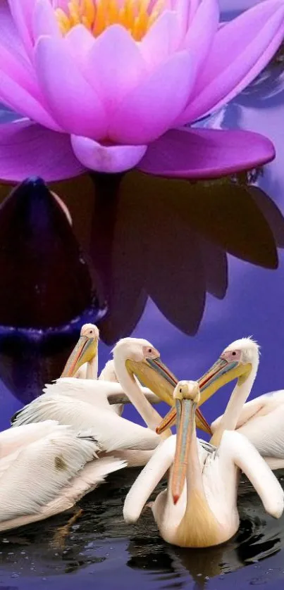 Pelicans swim under a blooming purple lotus.