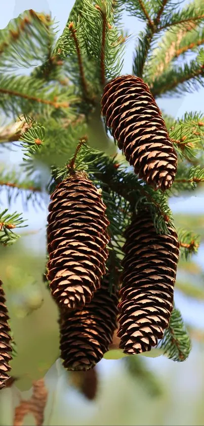 Mobile wallpaper with pine cones and green branches.