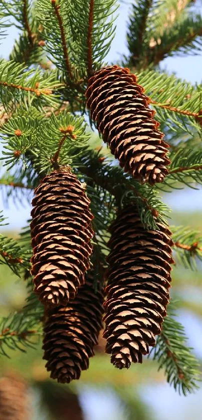 Close-up of pine cones on evergreen branches, creating a serene natural wallpaper.