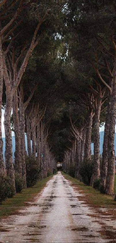 Mobile wallpaper of a tranquil pine tree pathway.