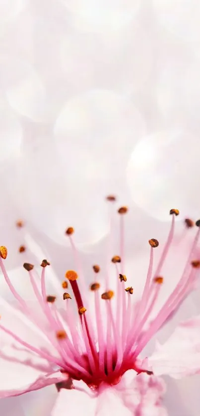 Mobile wallpaper with a pink blossom and bokeh effect.