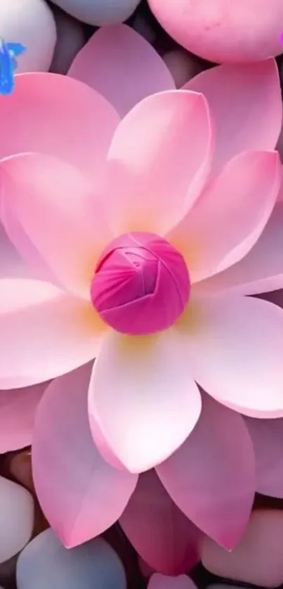 Mobile wallpaper with a pink blossom on stones.