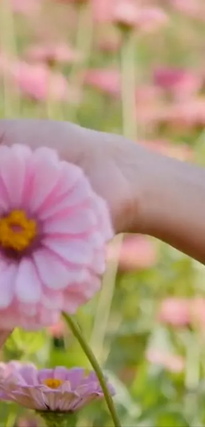 Hand holding a pink blossom against a blurred garden background.