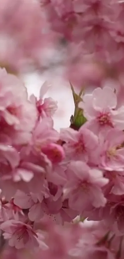 Pink cherry blossom mobile wallpaper with delicate floral design.