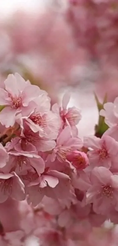 Cherry blossom mobile wallpaper in soft pink hues with delicate petals.