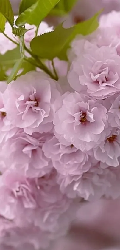 Mobile wallpaper of pink cherry blossoms and green leaves.