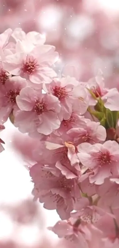 Pink cherry blossom flowers on a branch with a soft blurred background.