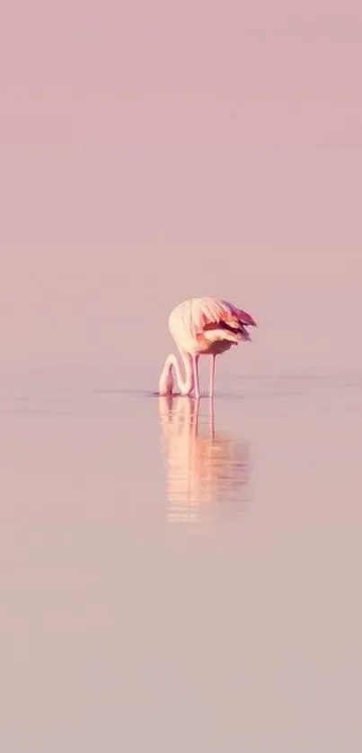 Serene pink flamingo in tranquil water background.