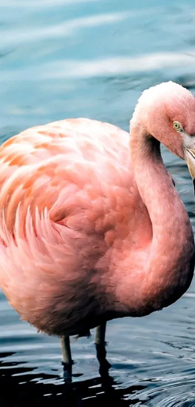 Pink flamingo standing in water with reflection.