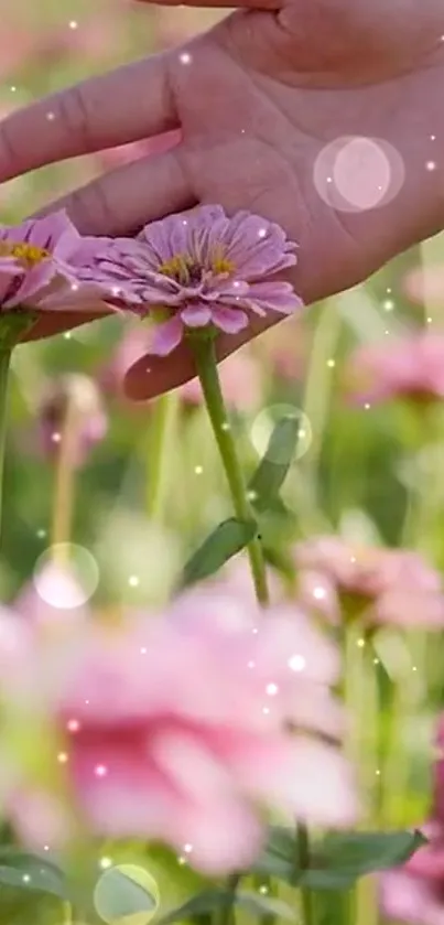 Hand touching pink flowers in a field with gentle sunlight.