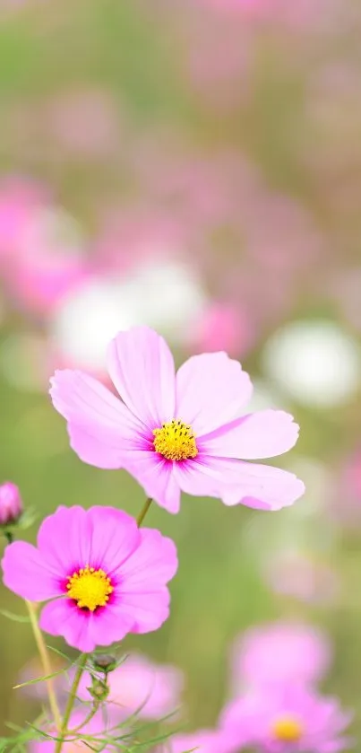 Delicate pink flowers in serene nature setting.