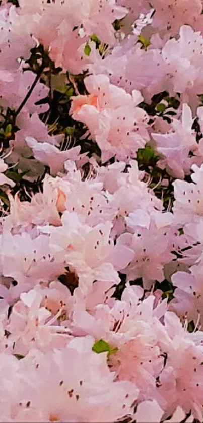 Light pink floral blooms create a serene mobile wallpaper.