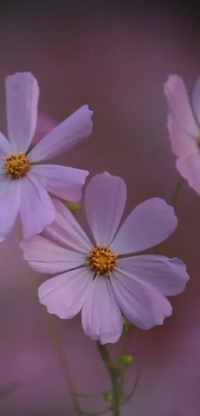 Serene pink flowers with soft petals in a tranquil wallpaper.