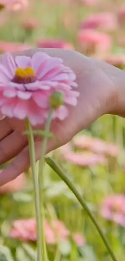 Hand holding a pink flower in a field.