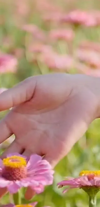 A serene image of a hand touching vibrant pink flowers in a meadow.