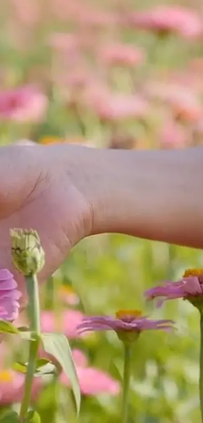 A hand gently touching pink flowers in a serene field.