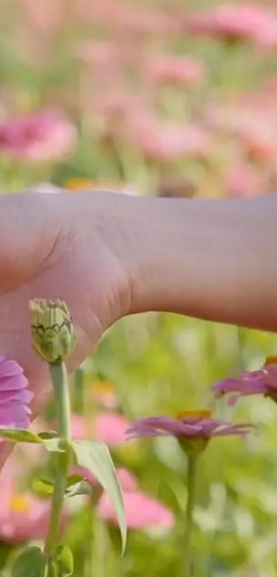 A hand gently touching blooming pink flowers in a sunlit field.