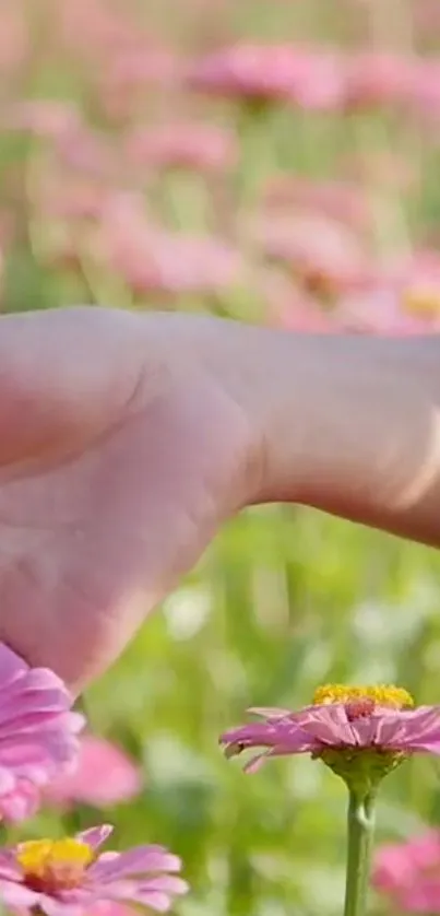 A gentle hand touching pink flowers in a serene field.