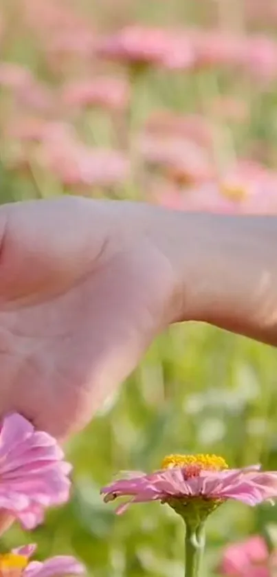 Hand touching pink flowers in a sunlight field, capturing serenity.