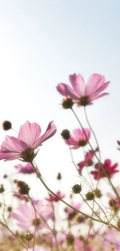 Mobile wallpaper with pink flowers against a gentle clear sky.