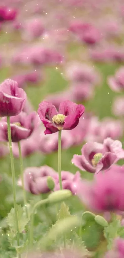 Mobile wallpaper with a field of serene pink flowers and lush greenery.