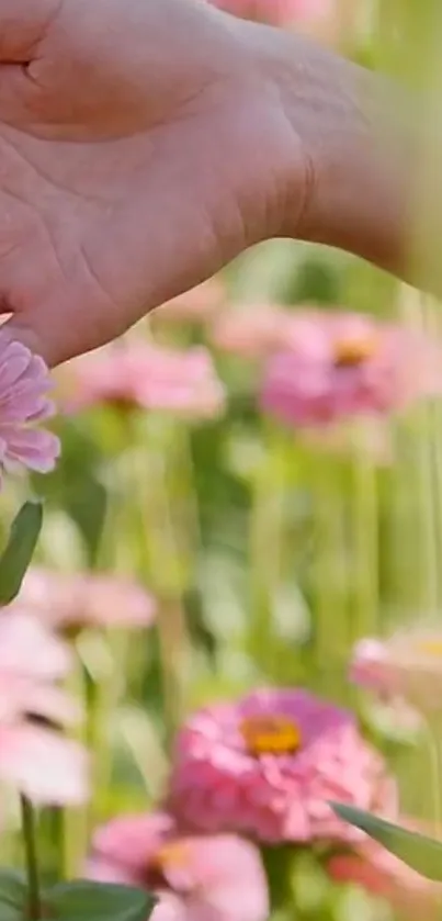 Hand touching pink flowers in a tranquil garden scene.