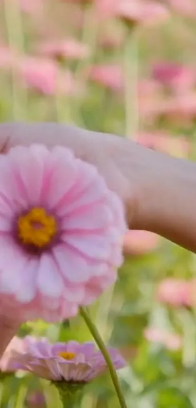 A hand holds a beautiful pink flower in a peaceful garden setting.