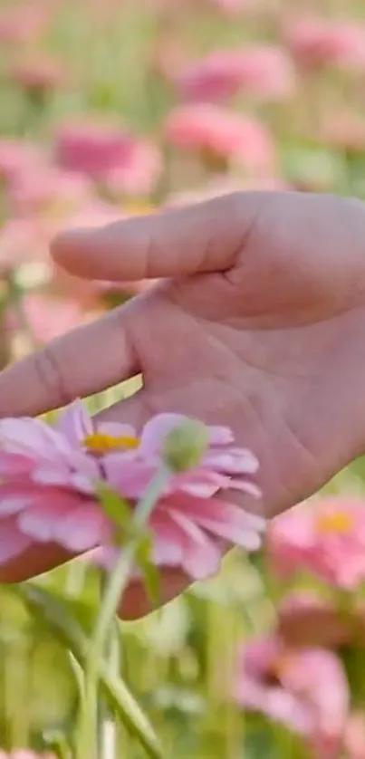 Hand gently touching pink flower in garden.