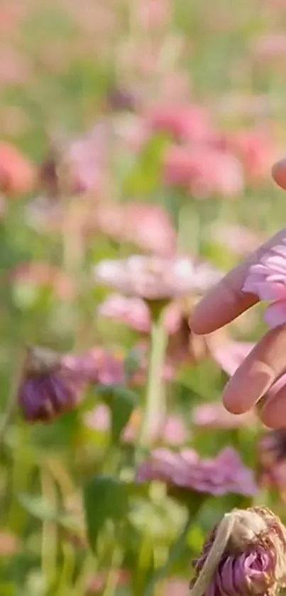 Hand gently touching pink flowers in a lush meadow.