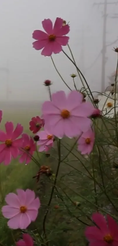 Pink cosmos flowers in a misty landscape wallpaper.