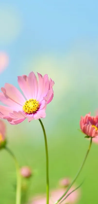 Pink flowers with a light blue sky background, creating a serene wallpaper.