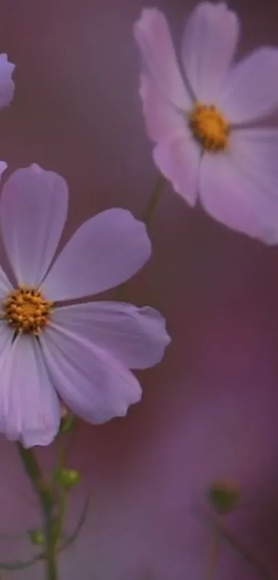 A serene pink flower wallpaper with a soft purple background.