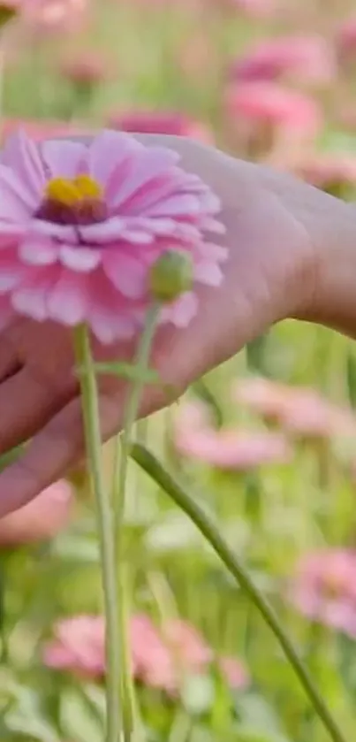 Pink flower in hand with lush garden background.