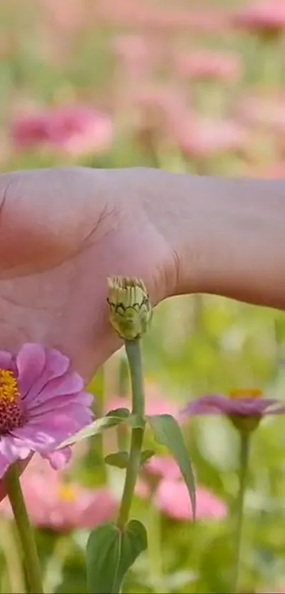 A hand gently touches pink flowers in a bright and serene field.