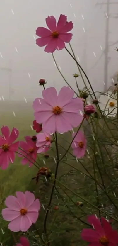 Pink cosmos flowers in a misty field.