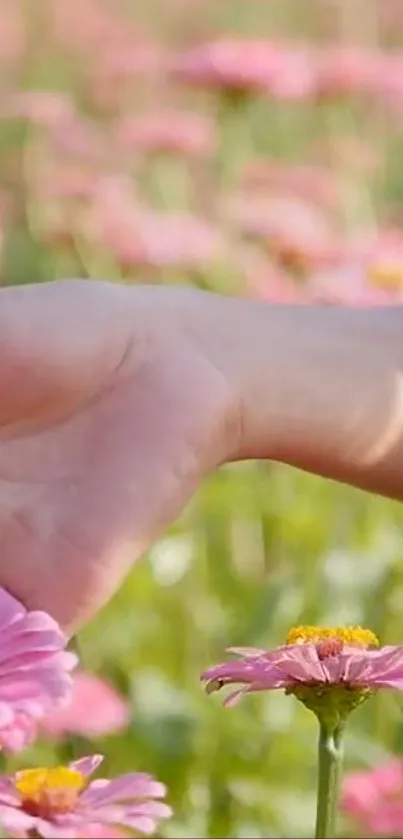 A tranquil field of pink flowers with a gentle hand touch