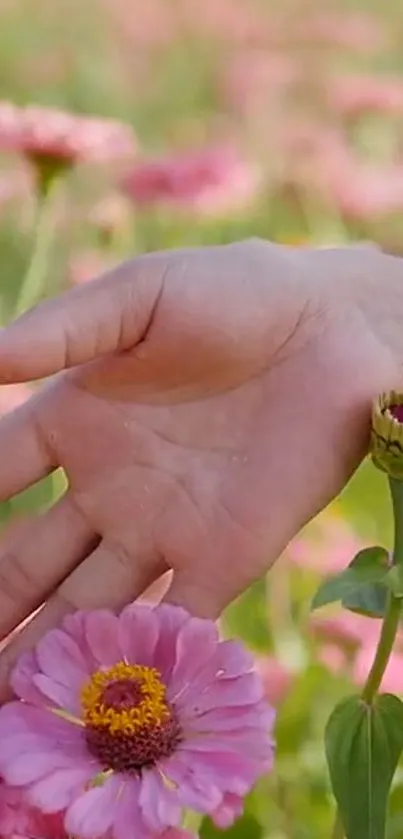 A gentle hand touches vibrant pink flowers in a sunny garden scene.