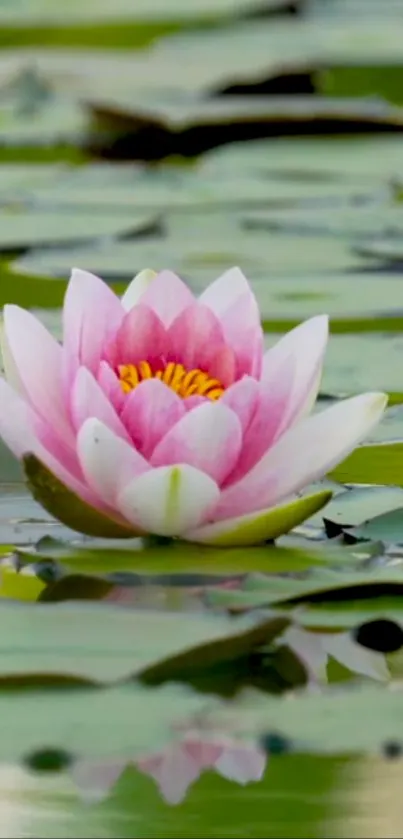 Pink lotus blooming on calm water surrounded by green leaves.