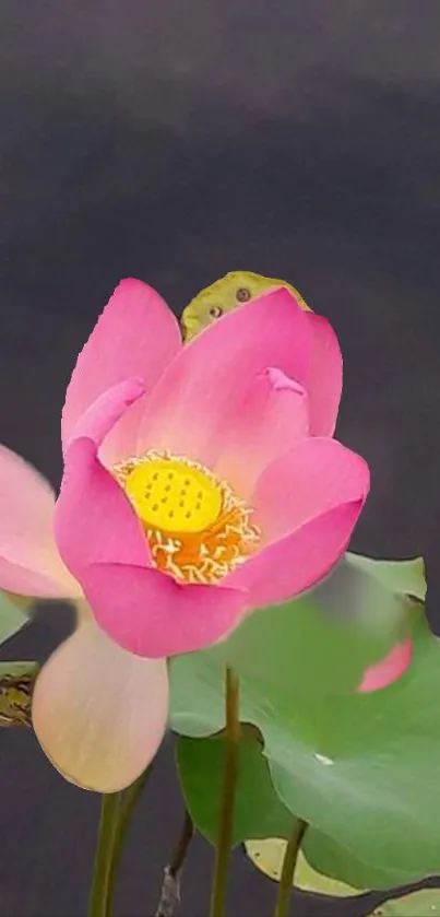 Serene pink lotus bloom with green leaves on a dark background.