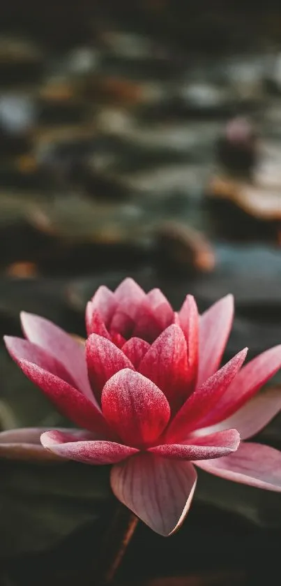 Pink lotus flower in focus with a dark, serene background.