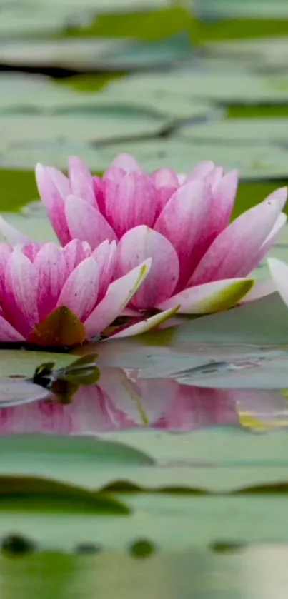 Pink lotus flowers floating on calm water with lily pads.