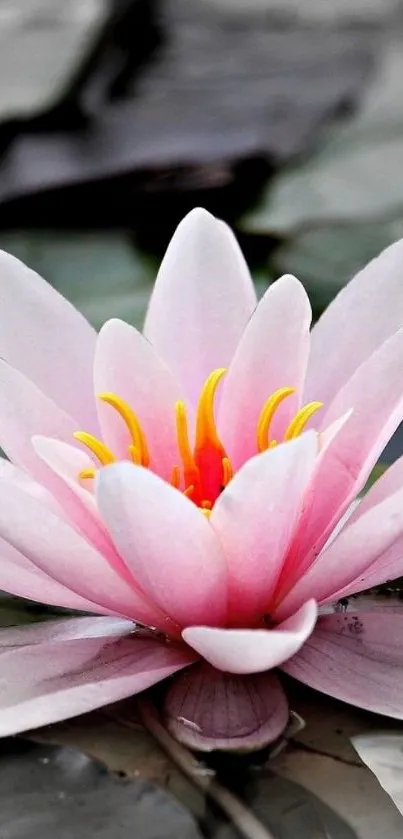 Pink lotus flower on water, serene mobile wallpaper.