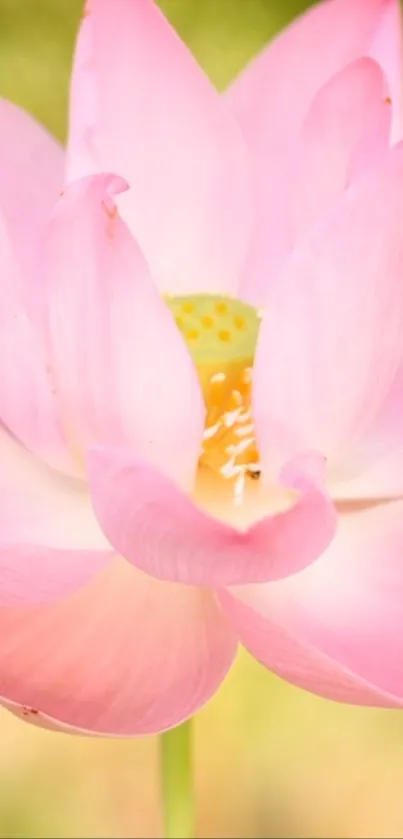 Delicate pink lotus flower in full bloom on a soft green background.