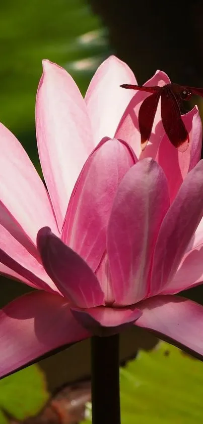 Pink lotus flower blossoming with green leaves background.
