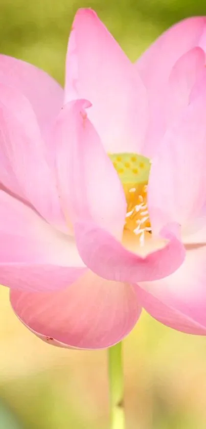 A serene wallpaper with a pink lotus blossom.