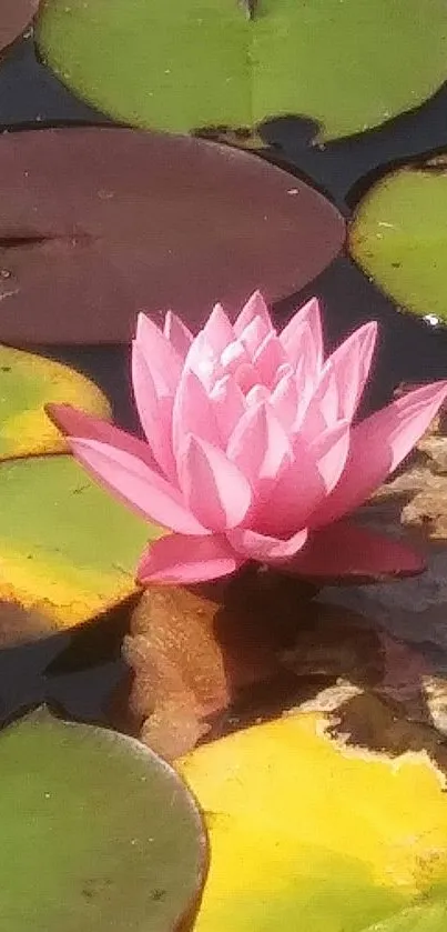 Pink lotus blossom on lily pads in serene pond.