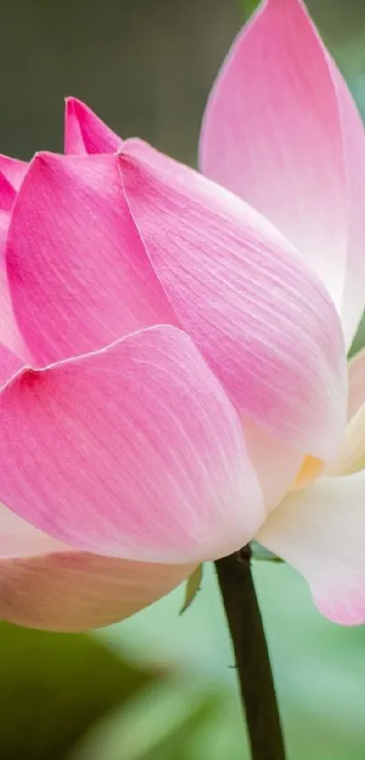 Closeup of a serene pink lotus blossom flower.