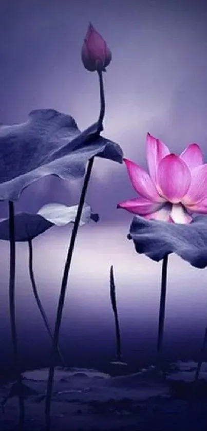 Mobile wallpaper of a pink lotus on a dark purple background.