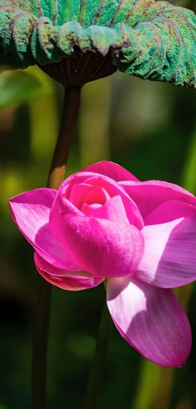 Pink lotus blossom with green leaf mobile wallpaper.